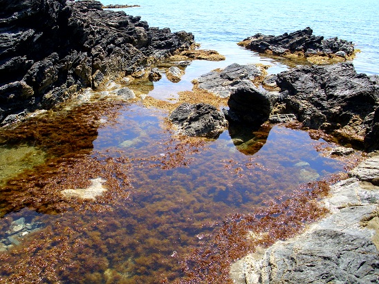 I granchi della scogliera di Diamante